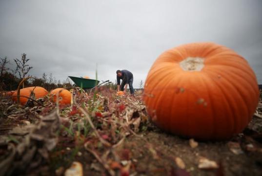 After searing summer, UK pumpkin farm ready for Halloween