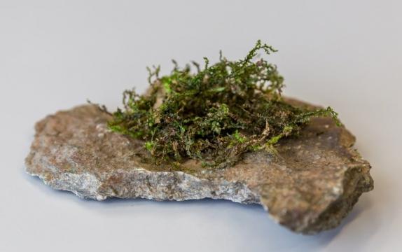 Lowly Moss-Like Plant Seems to Copy Cannabis