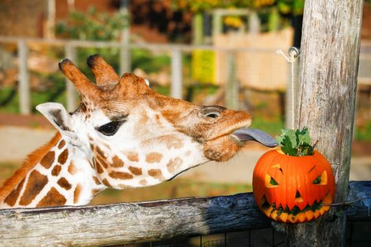 Pumpkin party - Halloween comes early at London Zoo