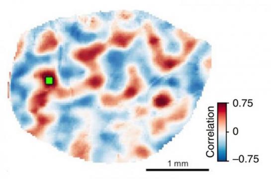 Surprising network activity in the immature brain