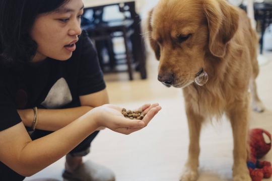 Guerra comercial atinge cães e gatos de estimação na China