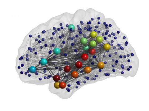 Army, university study suggests brain structure could influence behavior