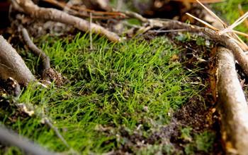 NSF announces new awards for research to better understand Earth's biodiversity