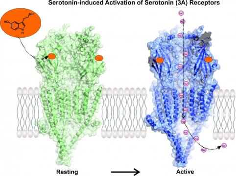 New images show serotonin activating its receptor for first time