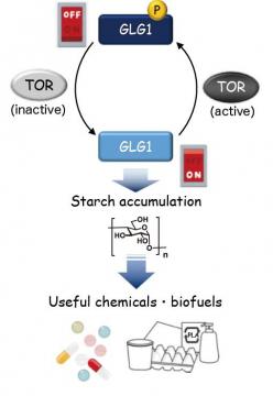 Scientists find a 'switch' to increase starch accumulation in algae