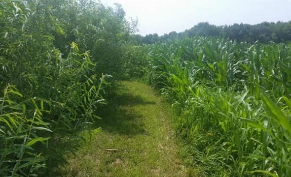 Turning marginal farmlands into a win for farmers and ecosystems