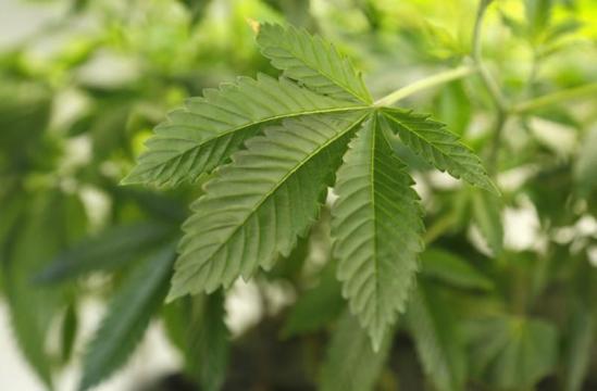 North Dakota voters set to reject marijuana legalization measure