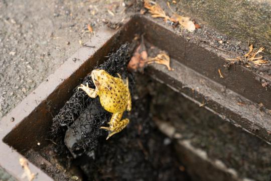 'Frog ladders' help critters escape death-trap drains
