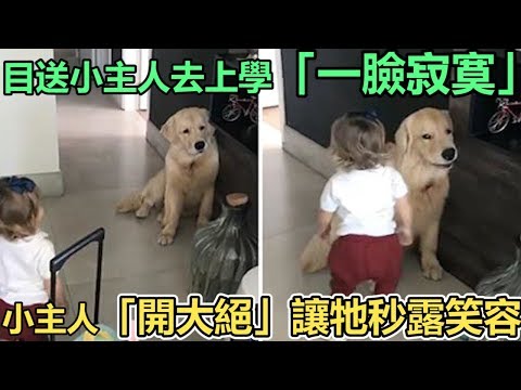 狗狗目送小主人去上学 流露出伤心表情