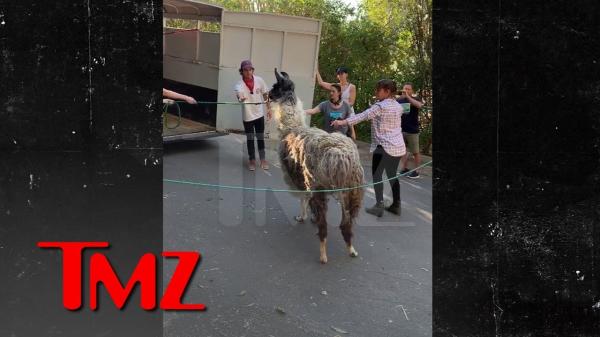 Hundreds of Animals Rescued from Raging CA Wildfires | TMZ