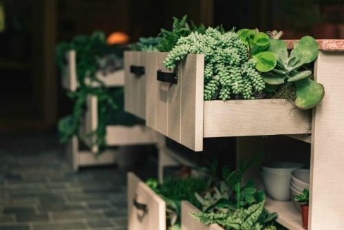 Como manter as plantas bonitas durante a época mais quente do ano