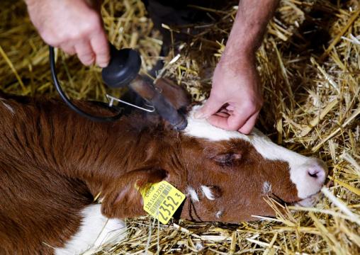 Cows with or without horns? Swiss to vote on Sunday