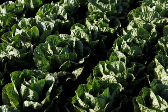 Abstain from romaine: U.S., Canada warn on E.coli in lettuce