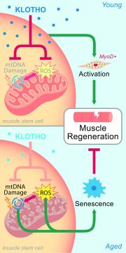 'Longevity protein' rejuvenates muscle healing in old mice