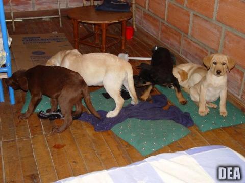 Colombia vet who smuggled heroin to U.S. in puppies sent to prison