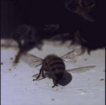 How bees stay cool on hot summer days