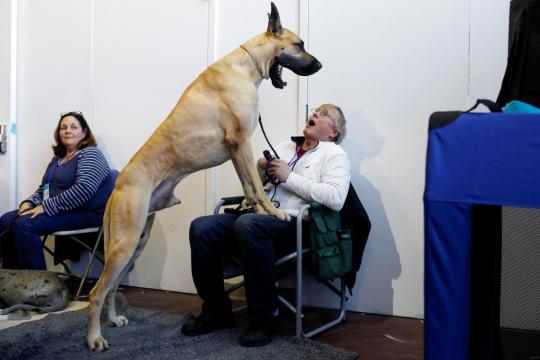 Thousands of dogs vie for Best in Show at New York's Westminster contest