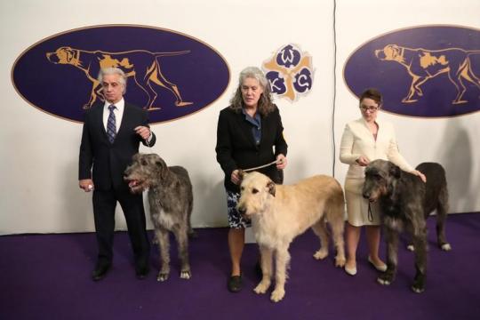Dachshund, schipperke among breeds to advance to final at Westminster Dog Show