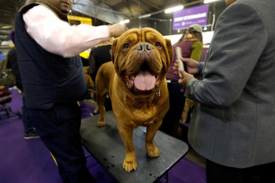 Field of seven dogs to vie for Westminster Kennel Club grand prize