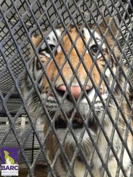 Who owns that 'delightful' tiger, Houston officials ask