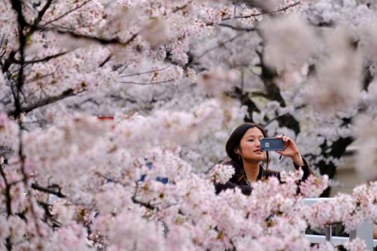 Especialistas japoneses tentam prever dia em que cerejeiras florescerão