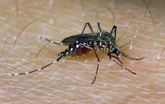 Human Diet Drugs Kill Mosquitoes' Appetite Too