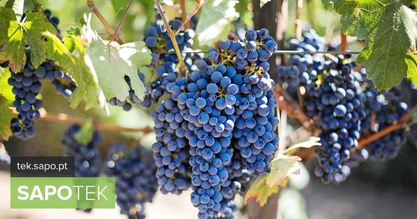 Um sensor desenvolvido em Portugal vai medir estado de maturação as uvas e a Sogrape vai testar