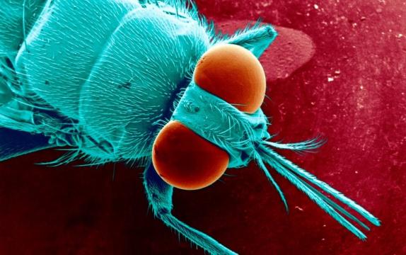 Should We Kill Off Disease-Causing Pests? Not So Fast