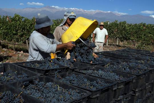 Sem renda, argentino bebe menos de 1/4 do vinho que consumia há 40 anos