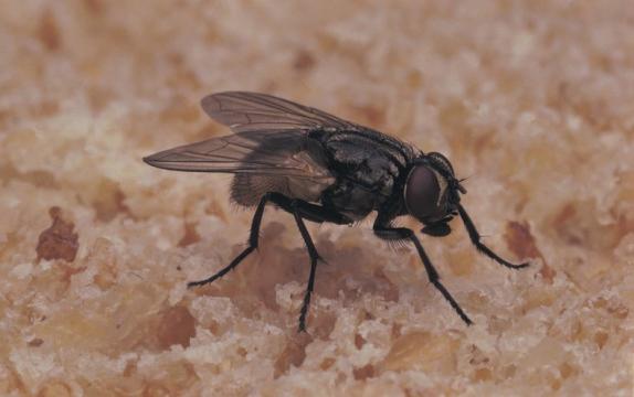 Warming Climate Implies More Flies--and Disease