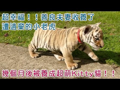 收养遭遗弃的小老虎 几个月变萌猫！