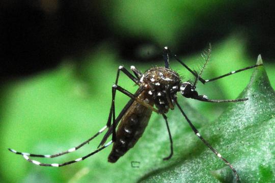 Matemática quer ajudar a prevenir dengue e zika