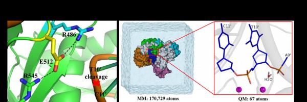 Key differences between prokaryotic and eukaryotic RNA silencing Argonaute enzyme unveiled