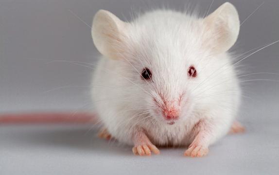 Researchers Enable "Super Mice" to See Near-Infrared Light