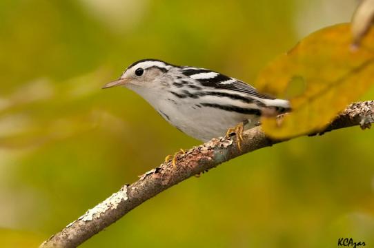 Study: Climate change is leading to unpredictable ecosystem disruption for migratory birds