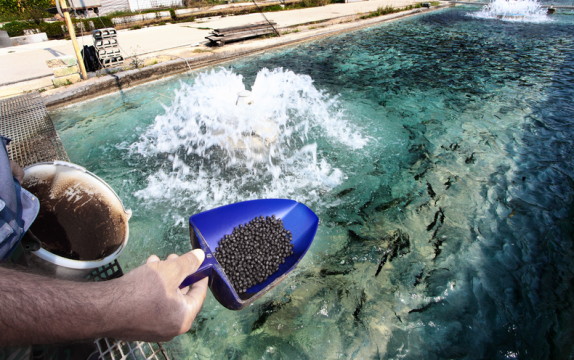 Faux Fish Might Help Aquaculture Keep Feeding the World