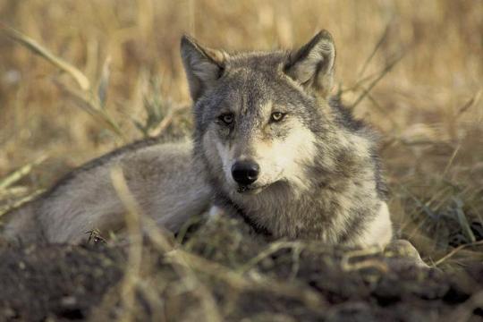 U.S. seeks to lift endangered species protection for gray wolf