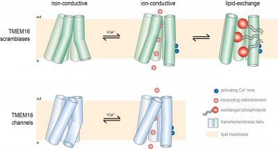 Two papers describe how a membrane protein can move both lipids and ions
