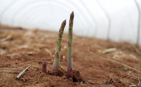 Brexit crisis tipped for British asparagus as EU seasonal workers stay away