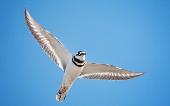 A Major Migratory Bird Habitat Is in Danger