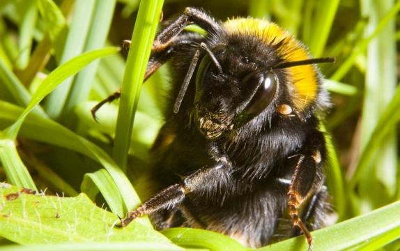 Bumblebee Queens Prefer Layovers to Nonstop Flights