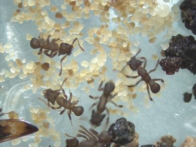 Compound that kills drug-resistant fungi is isolated from ant microbiota