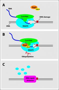 Unjamming the genome after DNA damage