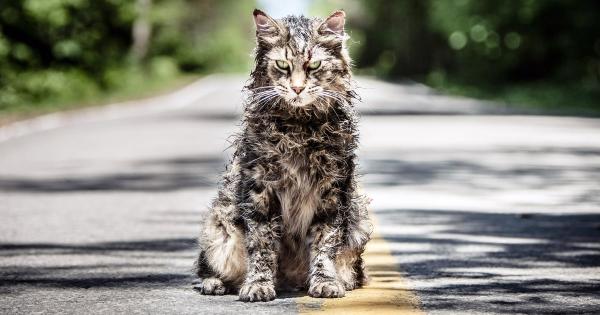 Pet Sematary: An Explanation For Every Twisted Thing That Happens in the Book