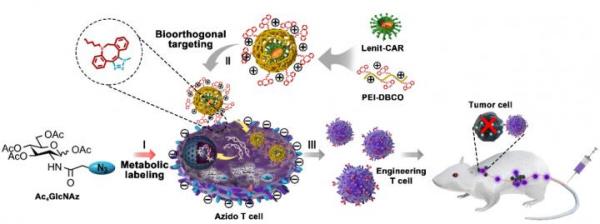 Scientists develop artificial chemical receptor to assist viral transduction for T cell engineering