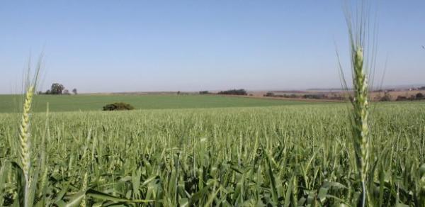 Convênio para reduzir ICMS | Agricultores ganham isenção fiscal de R$ 40 bi e afetam caixa de estados