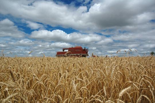 Produtor de trigo do Paraná está pouco animado e área de plantio cai