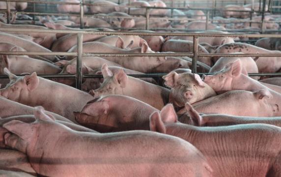 Part-revived Pig Brains Raise Slew of Ethical Quandaries