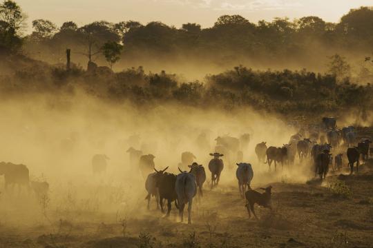 Como o consumidor pode contribuir para a biodiversidade