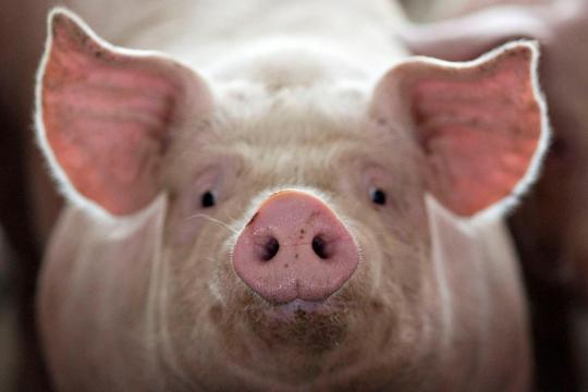 Yale study revives cellular activity in pig brains hours after death